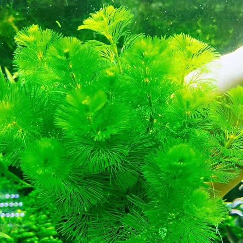 800 Pcs Wasserpflanzen Aquarium Echt Samen - Teichpflanzen Winterhart Samen, Aquarium Pflanzen Bodendecker Samen Aquarium Schwimmpflanzen Samen, Gartendeko Für Draußen Grüne Deko Geschenke