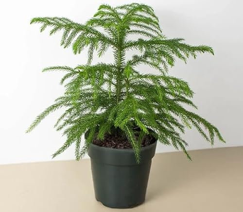 50 graines de plantes d'Araucaria vertes