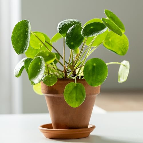 YouGarden Chinese Money Plants, Pilea peperomioides, Set of Three Houseplants with Rounded Leaves, Established Indoor Plants in 6cm Pots, for Home, Office or Living Room