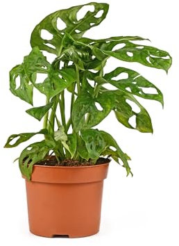 Monstera Obliqua Natural Planta de Interior de Mantenimiento Fácil y Atractiva