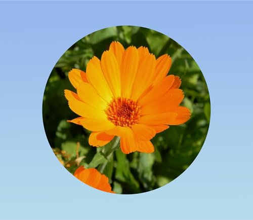 280 graines soucis des champs orange - Calendula Arvensis - Resistant au froid