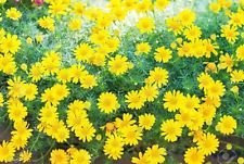 200 semi di margherita Dahlberg (thymophylla tenuiloba oro moquette) vive di negligenza!