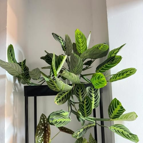 calathea pflanze samen - pfeilwurz - zimmerbonsai bonsai wohnzimmer pflanzen bonsai samen, seltene pflanzen grünpflanzen zimmerpflanzen samen winterharte pflanzen für garten 250pcs