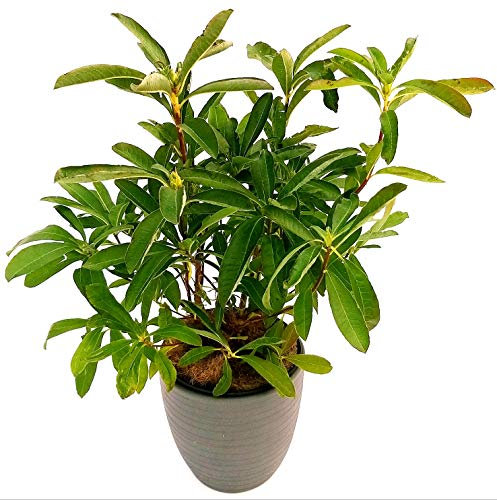 POWERS TO FLOWERS - AZALEA MOLLIS ROSSA XXL, VASO 26CM, AZALEA DA ESTERNO, pianta vera