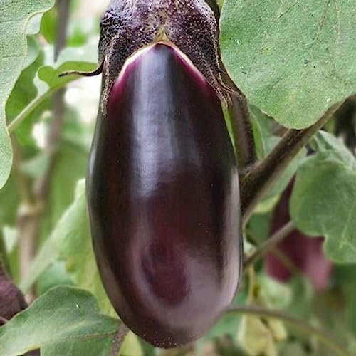 Luojuny Auberginensamen, 100 Stück/Beutel, gentechnikfreie, dunkelviolette, nährstoffreiche Gemüsesämlinge für den Garten Auberginensamen