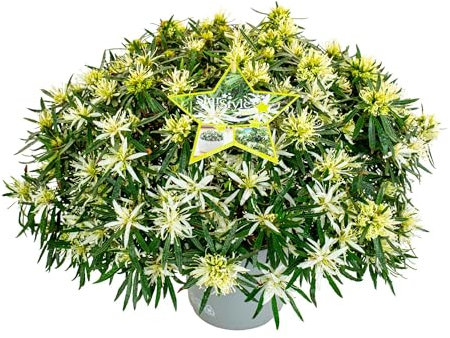 Pianta vera di Azalea mollis Starstyle White - Diametro Vaso Ø 19 cm