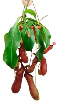 DECOALIVE Planta Carnívora PREMIUM Nepenthes Alata Planta Única