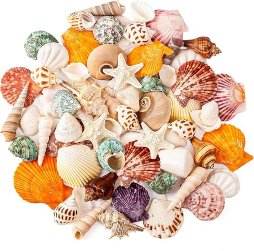 SKOOLOVE Natural Sea Shell, Mixed Ocean Shells Set,15 Kinds 2-6.5CM Various Sizes Seashell, Conch Shells & Starfish for Crafts,Beach Themed Party, Fish Tank, Vase Fillers, Home Decorations