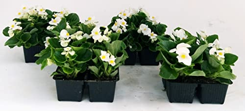 POWERS TO FLOWERS - BEGONIA SEMPERFLORENS, BEGONIETTA DA ESTERNO, FOGLIA VERDE e FIORE BIANCOO, 16 PIANTE, piante vere