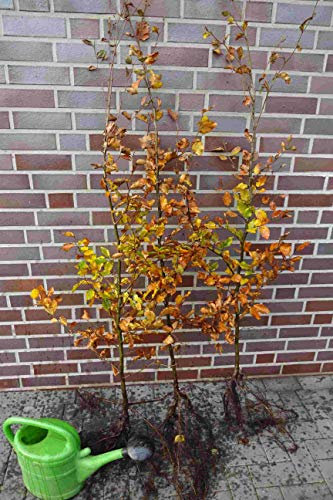 Rotbuchen 25st. 60-80cm Rotbuche Fagus sylvatica Wurzelware Heckenpflanzen Gartenhecke