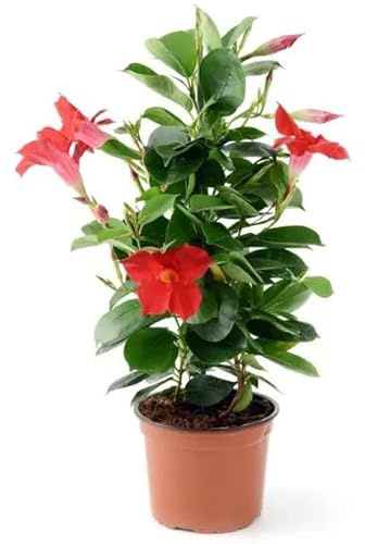 Mandevilla Hybrida o Dipladenia de Color Rojo Natural Planta Trepadora