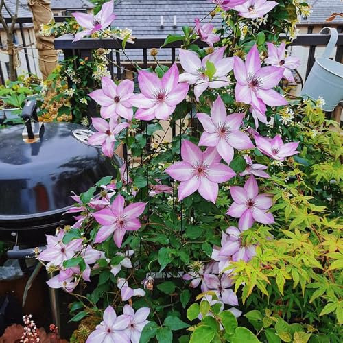 Clematis bulbos perennes resistentes al invierno, Plantar bulbos de flores en el jardín. Clematis florida, planta trepadora, plantas flores perennes resistente plantas de jardín 1pcs