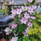 Clematis bulbos perennes resistentes al invierno, Plantar bulbos de flores en el jardín. Clematis florida, planta trepadora, plantas flores perennes resistente plantas de jardín 1pcs