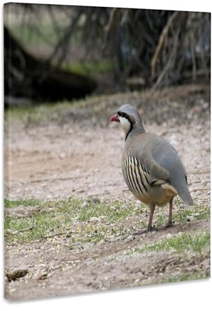 3dRose Chukar bird, Kodachrome Basin State Park, Utah - NA02 DJO0038 - Diane Johnson Museum Grade Canvas Wrap 8x10