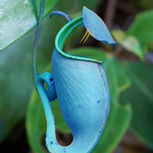 Saterkali Nepenthes-Samen, 50 Stück/Beutel Nepenthes-Samen, dekorativ, tropisch, mit Beutel, fleischfressende Pflanzen, Samen für Zuhause Blau Nepenthes-Samen