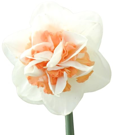 Bulbes de Narcisses 20 x 'Sweet Paradise' - The Bulb Farmers - Printemps - Cultivé aux Pays-Bas -Bulbes de Narcisses -Bulbes à fleurs