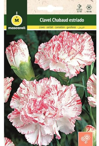 Mascarell Semillas, CLAVEL CHABAUD ESTRIADO, Semillas Flores Exterior para Decoración, 0,4 Gramos