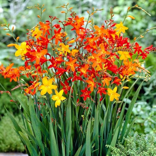 Crocosmia Montbretia Collection de bulbes à fleurs, 50 pièces, 5 variétés, 10 de chaque couleur Mix, Idéal comme plante en pot et de jardin, mélange de bulbes à fleurs de Hollande