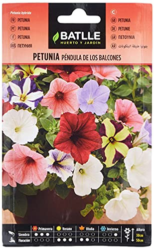 Petunia TOMBANTE des BALCONS