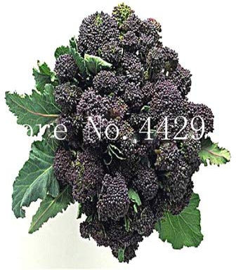 Kalash New 50 pcs Romanesco Tower (Cauliflower) Vegetables Seeds for Gardening Black