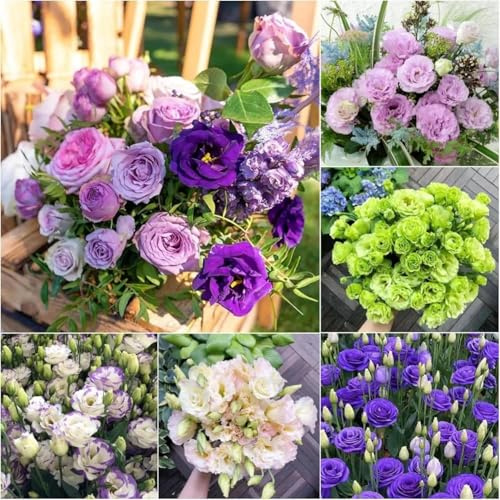 2000 semi di campanula di diversi colori, adatti per la semina in inverno,