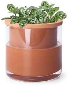 Phoenix Vine Pot de Fleurs en Terre Cuite avec arrosage Automatique de 10,2 cm pour Plantes, Pots de Fleurs d'intérieur en Terre Cuite avec Vase en Verre