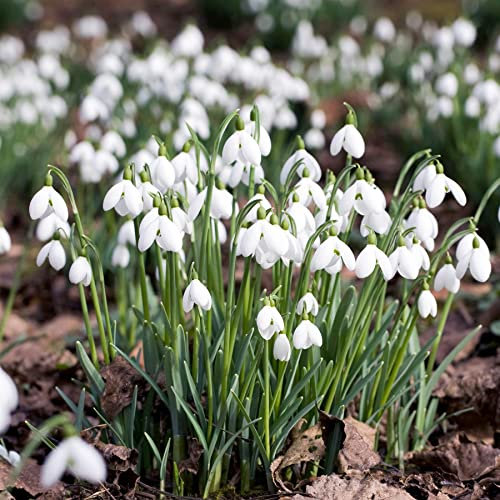 5 Snowdrop Galanthus Autumn White Flower Bulbs Corms Growing Gardening Spring