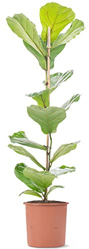 Fiddle-Leaf Fig - Ficus lyrata | Vibrant Indoor Air Purifier | Tall Potted House Plant | 100-120cm (Incl. Pot)