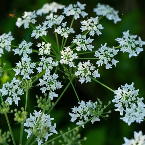 liebstöckelsamen mehrjährig winterhart, kübelpflanzen bodendecker exotische für balkon 600pcs