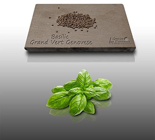 300 graines Aromatiques à semer - Le Grenier d'Abondance - BASILIC Grand Vert Genovese - Ocimum basilicum var. Genovese