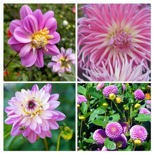 Plant in a Box - Dahlias - Set de 4 Bulbes - Dahlia 'Pink Love' - Floraison Abondante - Plante d’Extérieur