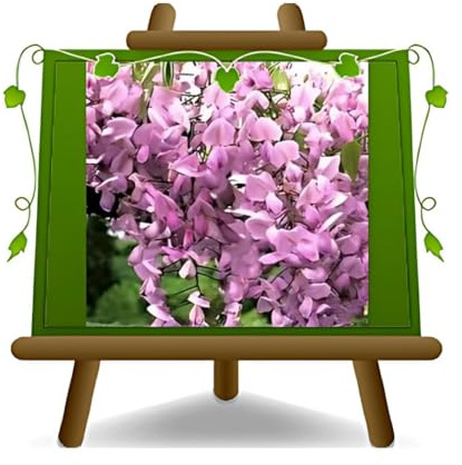 Wisteria Brakybotrys Showa Beni Glicine Rosa Pastello Vaso 17 cm | Piante Rampicanti Fioritura Tardiva - Altezza 200 cm - EURO PLANTS VIVAI