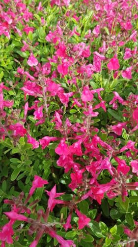 Salvia greggi MIRAGE 'Hot Pink'® / Sauge arbustive rose foncé/Conteneur de 3 à 4 litres/Vivace