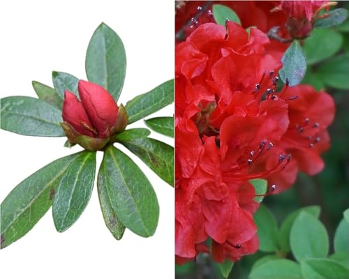 Planta natural Azalea flor Roja. 20-30 cm. Arbusto ornamental muy apreciado por la belleza y abundancia de sus flores (según fecha). Segura Garden.