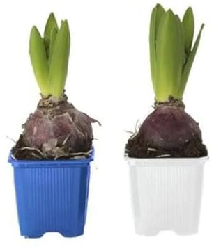 Plantas Naturales Pack de 2 Jacintos Hyacinthus Orientalis Flores Naturales
