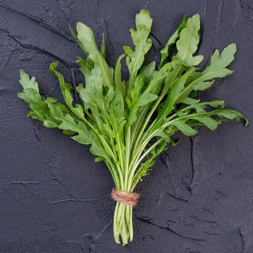 rucolasamen - alte gemüsesorten deko wohnzimmer seltene dekoration topfpflanzen kletterpflanzen kräuterbeet die küche zimmerbonsai hochbeete für garten indoor gewächshaus balkon 350pcs