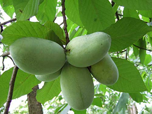 Anna's Bananas - 5 Seeds to Grow - Pawpaw Seeds for Planting – Non-GMO Asimina Triloba Seeds to Grow Your Own North American Banana Fruit Tree at Home, Patio