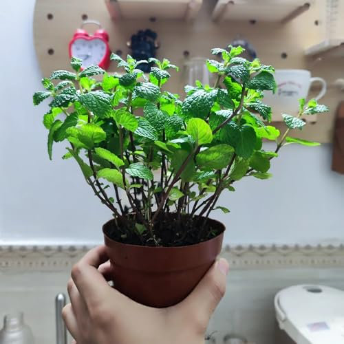 Minze samen, küchenkräuter，geschenke für gartenliebhaber indoor garten，einfach zu Pflanzen bio saatgut，schnell wachsender blumen garten，pflanzen samen pflanzensamen，pflanzen garten 500pcs