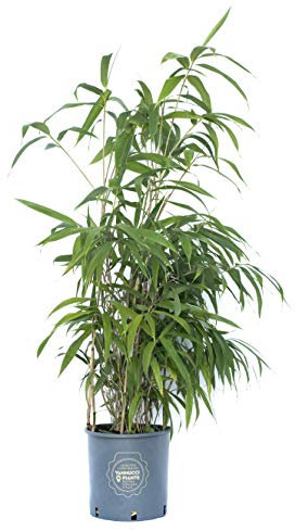Vannucci Piante - Bambusa metake in vaso, Pianta vera fino a 4-5m di altezza