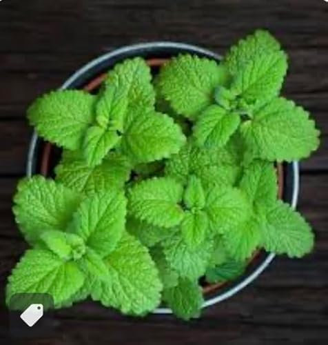 Pianta menta bellissima Terre di Romagna