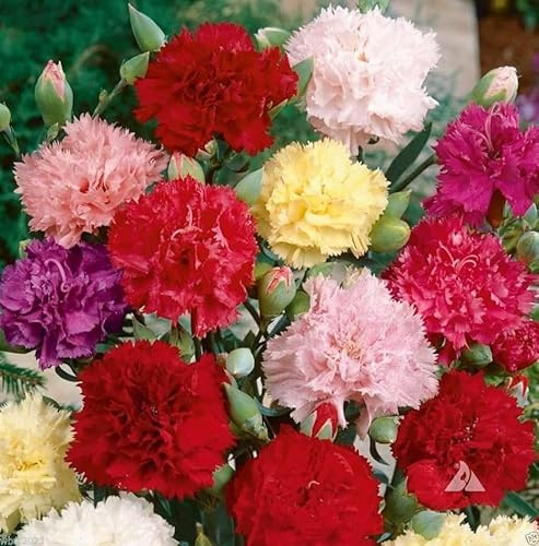 Semillas de Clavel Chabaud PREMIUM Semillas Flores de Colores Mix