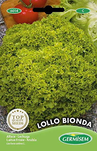 Germisem graines Laitue frisée LOLLO BIONDA