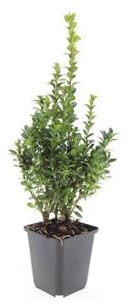 Buxus Sempervirens Heckenpflanzen – 24 Pflanzen – Immergrüner Buchsbaum – 10–25cm Höhe – Ø9cm – Ideal für Hecken Formschnitt Kugeln & Gartenstruktur