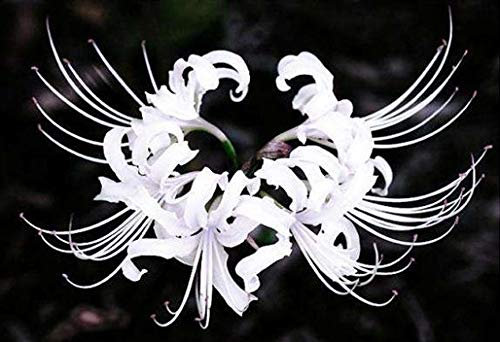 Bulbes de lis araignée vivace/bulbes de Lycoris - bulbes à planter - plantes à fleurs - bulbes de plantes en pot/bulbes de fleurs de décoration de bonsaï. (5, blanc)