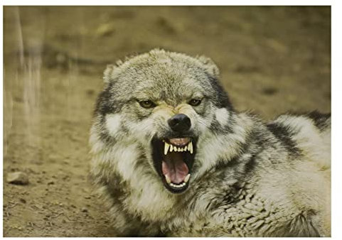 10x Stronghold Tierauflage-Wolf II - 30 x 42 cm - wasserabweisend/reißfest, Ziel