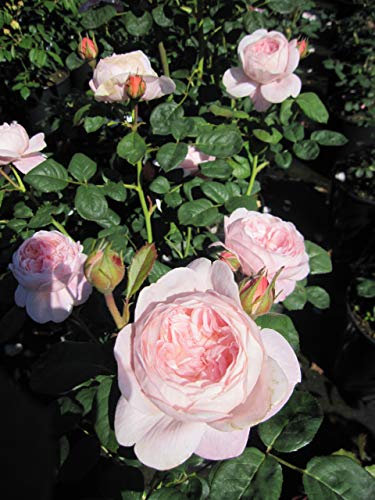 Baumschule Pflanzenvielfalt Rosa Queen of Sweden® - Englische Rose Queen of Sweden®
