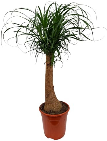 Elefantfot 80–100 cm Beaucarnea recurvata flaskträd vattenpalm inomhusväxt