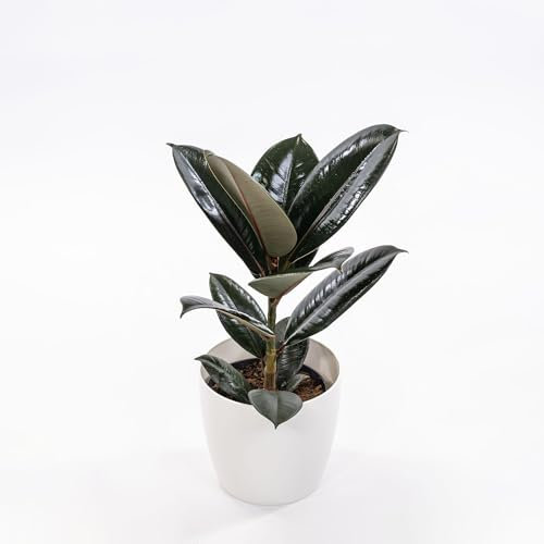 Pianta vera di Ficus elastica Abidjan - Diametro Vaso Ø 12 cm