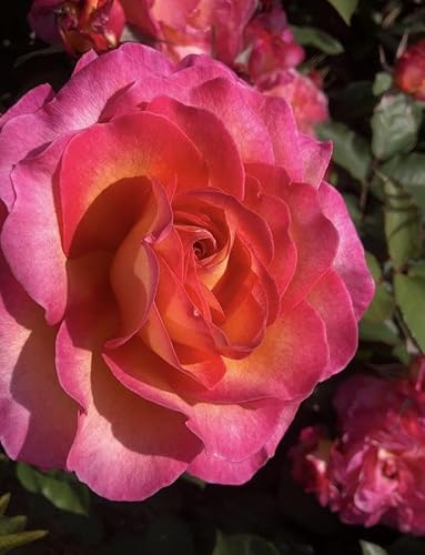 Gorgeous – 4L Potted Hybrid Tea Rose – Pink Blooms – Lovely Gift Idea