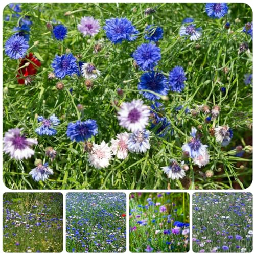 semi di fiordaliso biologici - balcone giardino resistenti decorativi tappezzanti esotiche 1000pcs